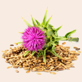 Milk Thistle (Silymarin)
