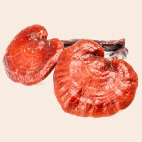 Reishi Mushroom